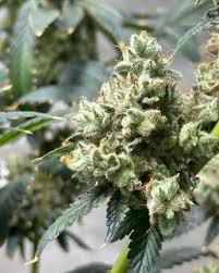Exploring the Best Sources for Weed Seeds NYC Exploring the Best Sources for Weed Seeds NYC